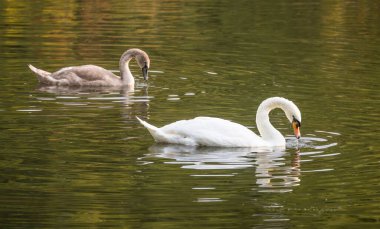 Nidd Nehri, Nidderdale, Yorkshire Dales, Kuzey Yorkshire, İngiltere 'de cygnet yüzen sessiz kuğu (Cygnus olor)