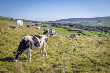 Frizya inekleri Yorkshire Dales 'de bir tarlada otluyor. Grassington, Wharfedale, Kuzey Yorkshire, İngiltere