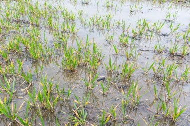 İlkbaharda yağmur suyu dolu bir tarlada sulanan mahsuller. Buckinghamshire, İngiltere