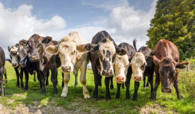 Herd of young Hereford beef cows in a field, looking at camera. Buckinghamshire, UK clipart