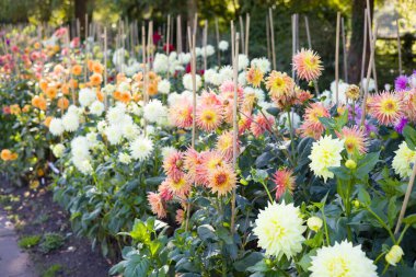 Çok renkli çiçek desenli yıldız çiçekleri. Dahlia yatakları, Valley Gardens, Harrogate, İngiltere