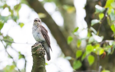 Spotted flycatcher (Muscicapa striata) sitting on a perch in a UK garden with trees in the background clipart