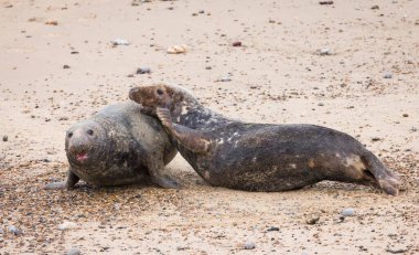 İki erkek gri fok (Halichoerus grypus) kışın sahilde kavga eder. Horsey Gap, Norfolk, İngiltere
