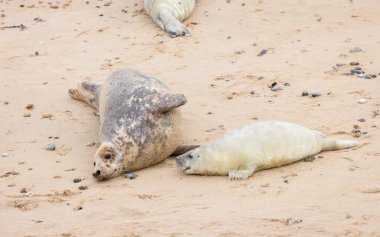 Gri fok (Halichoerus grypus) yavrusu annesiyle birlikte kışın plajda. Horsey Gap, Norfolk, İngiltere
