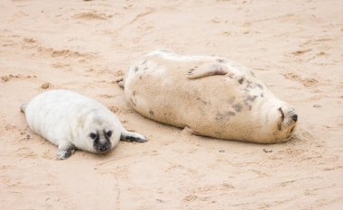 Gri fok (Halichoerus grypus) yavrusu annesiyle birlikte kışın plajda. Horsey Gap, Norfolk, İngiltere