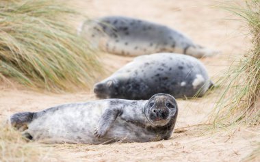 Kışın kumsaldaki kum tepelerinde gri fok yavruları (Halichoerus grypus). Horsey Gap, Norfolk, İngiltere