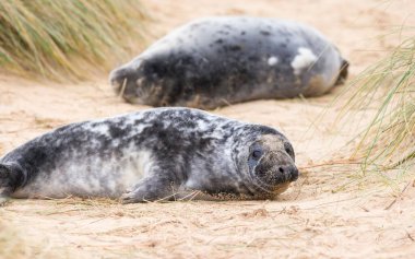 Kışın kumsaldaki kum tepelerinde gri fok yavruları (Halichoerus grypus). Horsey Gap, Norfolk, İngiltere