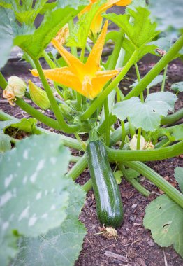 Kabak bitkisine (Cucurbita pepo) yakın plan, sarı çiçekler İngiltere bahçesinde yetişiyor. Organik bahçe ve sebze yetiştirmek için ideal.