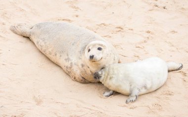 Gri fok (Halichoerus grypus) yavrusu annesiyle birlikte kışın plajda. Horsey Gap, Norfolk, İngiltere