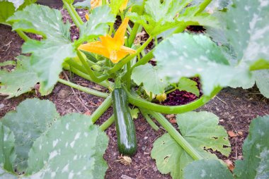 Kabak bitkisine (Cucurbita pepo) yakın plan, sarı çiçekler İngiltere bahçesinde yetişiyor. Organik bahçe ve sebze yetiştirmek için ideal.