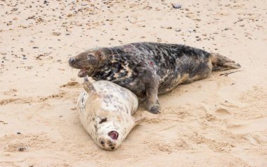 Erkek ve dişi foklar (Halichoerus grypus) kışın Horsey Gap, Norfolk, İngiltere 'de plajda çiftleşirler.