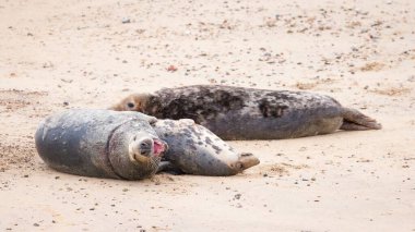 İki yetişkin gri fok (Halichoerus grypus) çiftleşirken rakip bir erkek bakar. Kışın sahilde, Horsey Gap, Norfolk, İngiltere