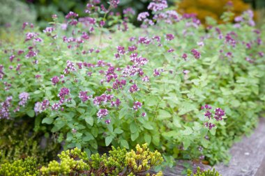 Çiçekli kekik bahçesi (Origanum vulgare), daha yeşillerle çevrili.