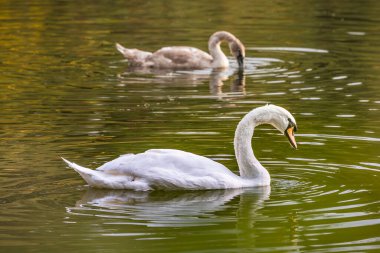Nidd Nehri, Nidderdale, Yorkshire Dales, Kuzey Yorkshire, İngiltere 'de cygnet yüzen sessiz kuğu (Cygnus olor)