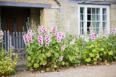 İngiltere 'nin Oxfordshire kentindeki Cotswolds köyünde geleneksel bir taş kulübenin dışında büyüyen pembe ve mor tonlarında uzun gülgülgülgülgüller açan çiçekler.