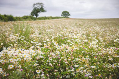Oxfordshire kırsalında öküz gözü papatyalarıyla (Leucanthemum vulgare) dolu kır çayırı, U