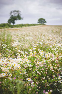 Oxfordshire kırsalında öküz gözü papatyalarıyla (Leucanthemum vulgare) dolu kır çayırı, U