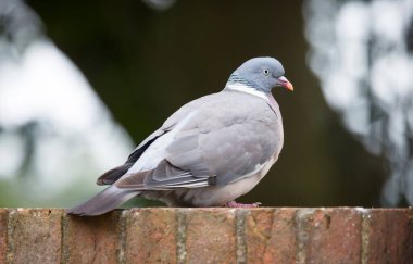 Tahta güvercin (Columba palumbus) bir İngiliz gardında tuğla bahçe duvarında dinleniyor.