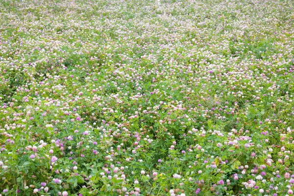 Oxfordshire, İngiltere 'de yaban çiçeği çayır, bloo kırmızı ve beyaz yonca (trifolium pratense) ile