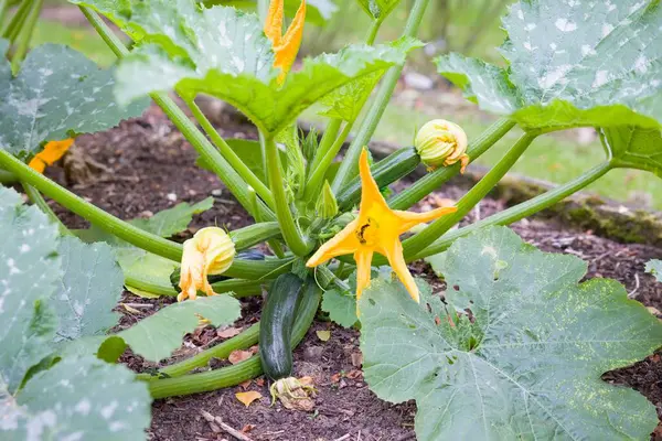 Kabak bitkisine (Cucurbita pepo) yakın plan, sarı çiçekler İngiltere bahçesinde yetişiyor. Organik bahçe ve sebze yetiştirmek için ideal.