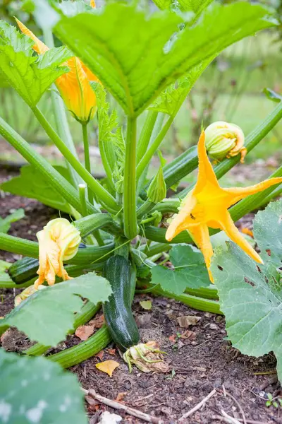 Kabak bitkisine (Cucurbita pepo) yakın plan, sarı çiçekler İngiltere bahçesinde yetişiyor. Organik bahçe ve sebze yetiştirmek için ideal.