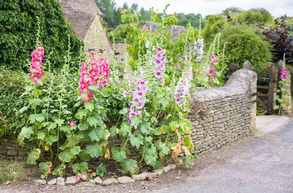 İngiltere 'nin Oxfordshire kentindeki Cotswolds köyünde geleneksel bir taş kulübenin dışında büyüyen pembe ve mor tonlarında uzun gülgülgülgülgüller açan çiçekler.