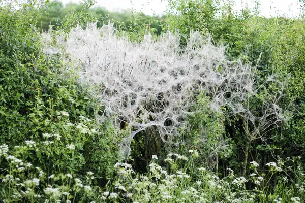 İngiltere 'nin Buckinghamshire kentindeki bir çalılıkta küçük ermin güve tırtıllarının (Yponomeuta padella) istilası
