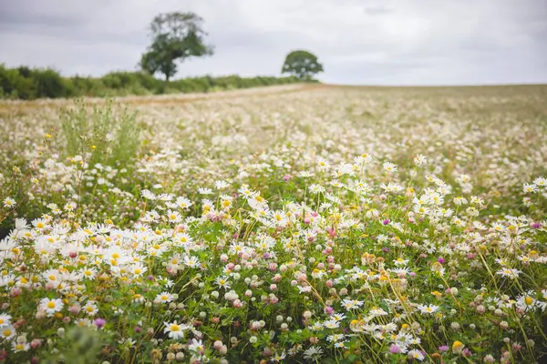 Oxfordshire kırsalında öküz gözü papatyalarıyla (Leucanthemum vulgare) dolu kır çayırı, U