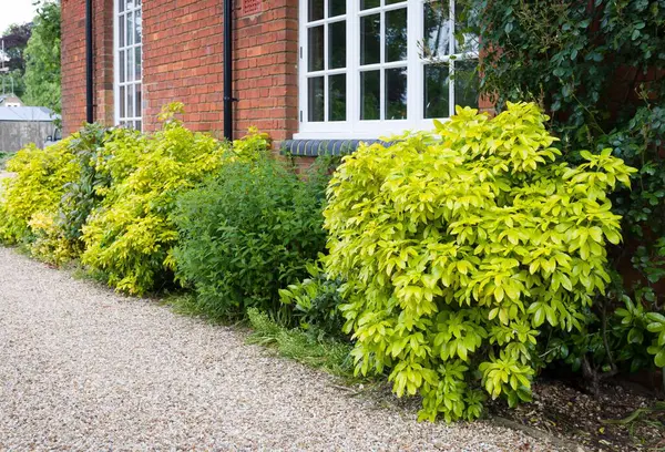 Bahçe sınırında Choisya bitkileri (Meksika portakal çiçeği), ilkbaharda İngiliz bahçesi, İngiltere