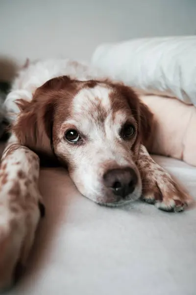 Bu görüntü evcil hayvanlar ve ev ortamları arasındaki bağı yakalar, rahatlık, arkadaşlık ve rahatlama ile ilgili konular için mükemmeldir..