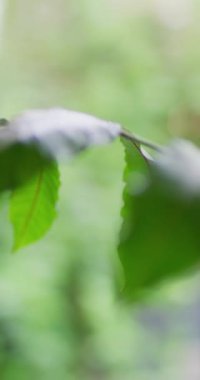 Bulanık arka planda hareket eden büyük yeşil yaprakların dikey videosu. Doğa, yapraklar ve bitkiler.