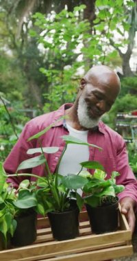 Vertical video of portrait of senior african american man holding plants in garden. Spending time outdoors, working in garden nursery.