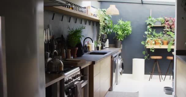 Video Smart Compact Sunny Modern Kitchen Lots Plants Dark Grey — Stock Video