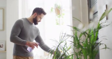 Video of happy caucasian man watering houseplants at home, misting with spray, copy space. Happiness, inclusivity, free time, ecology, togetherness and domestic life.
