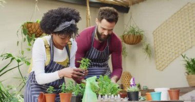Video of happy diverse couple potting seedlings together at home, with copy space. Happiness, inclusivity, free time, ecology, togetherness and domestic life.