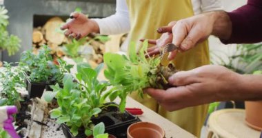 Video of midsection of diverse couple potting seedlings at home, with copy space. Happiness, inclusivity, free time, ecology, togetherness and domestic life.