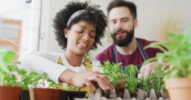 Video of happy diverse couple having fun potting seedlings in egg carton at home, with copy space. Happiness, inclusivity, free time, ecology, togetherness and domestic life.