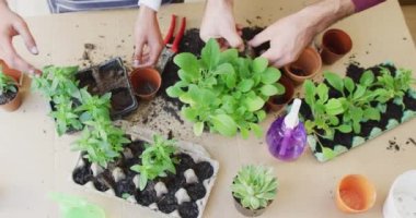 High angle video of hands of diverse couple potting seedlings in egg cartons at home. Happiness, inclusivity, free time, ecology, togetherness and domestic life.
