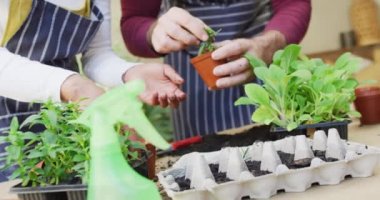Video of midsection of diverse couple potting seedlings together at home, with copy space. Happiness, inclusivity, free time, ecology, togetherness and domestic life.