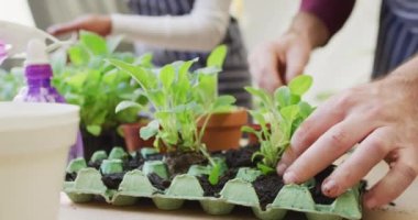 Video of midsection of diverse couple potting seedlings in egg carton at home, with copy space. Happiness, inclusivity, free time, ecology, togetherness and domestic life.