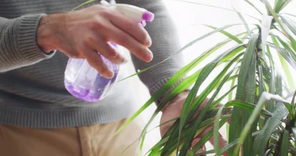 Video Midsection Caucasian Man Watering Houseplant Home Misting Spray Copy — Stok video