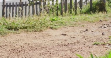 Low section of senior african american man hiking with trekking poles on sunny day, slow motion. Hiking, active lifestyle and nature concept.