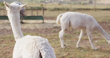Close up of white lamas and horses at farm, slow motion. Animals, farm, countryside and nature concept.