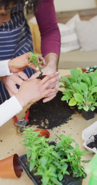 Vertical Video Midsection Diverse Couple Potting Seedlings Home Copy Space — ストック動画
