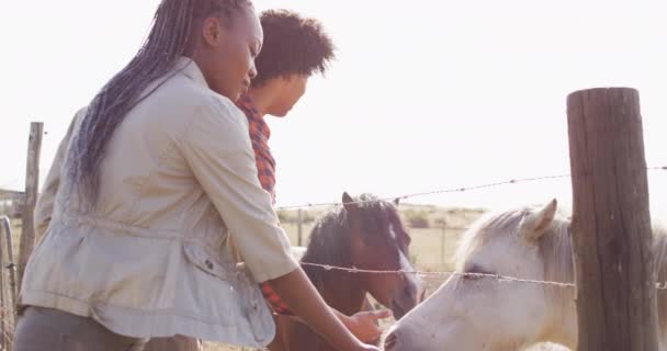 Mutlu Afro Amerikan Çifti Güneşli Bir Günde Atları Birlikte Besliyor — Stok video