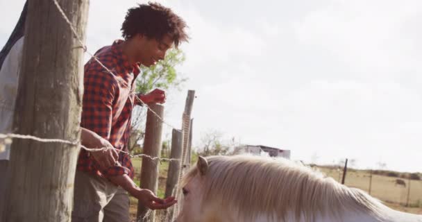 Mutlu Afro Amerikan Çifti Güneşli Bir Günde Atları Birlikte Besliyor — Stok video