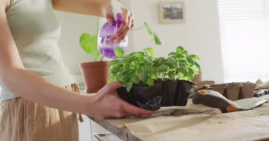 Caucasian woman watering plant of basil on table in kitchen. Spending quality time at home concept.