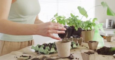 Caucasian woman preparing paper pot for plant of basil on table in kitchen. Spending quality time at home concept.