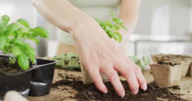 Caucasian woman preparing paper pot with ground and plant of basil on table in kitchen. Spending quality time at home concept.