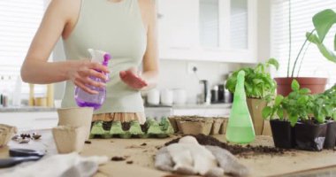 Caucasian woman preparing and watering ground for plant of basil on table in kitchen. Spending quality time at home concept.